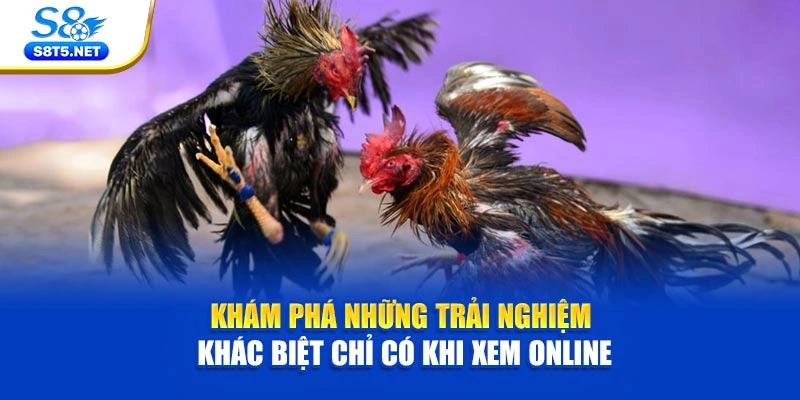 Khám phá những trải nghiệm khác biệt chỉ có khi xem online